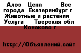 Алоэ › Цена ­ 150 - Все города, Екатеринбург г. Животные и растения » Услуги   . Тверская обл.,Конаково г.